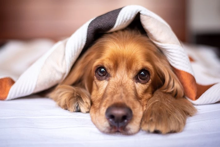 Pet Friendly Rooms